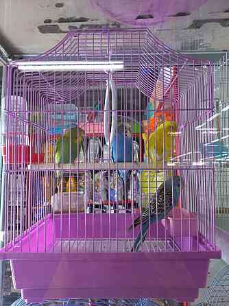Волнистые попугаи ручные Ust-Kamenogorsk