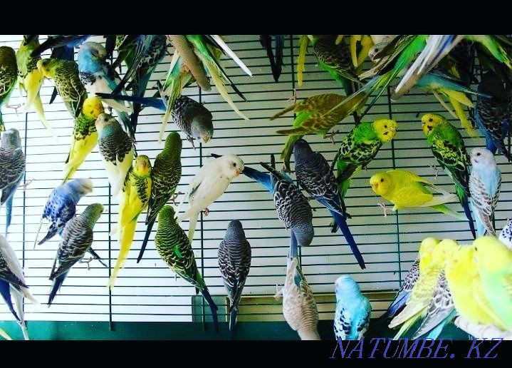 Попугай волнистые Шымкент - изображение 2