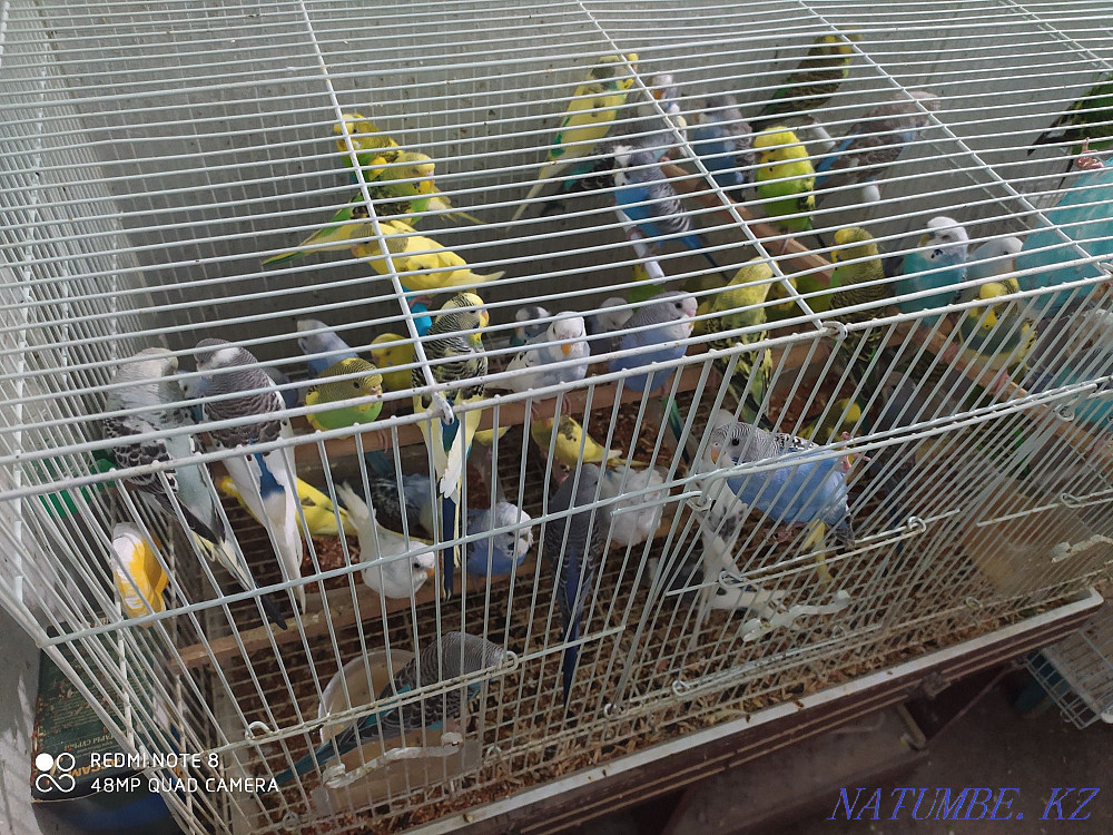 Попугай волнистые Шымкент - изображение 3