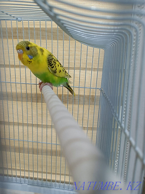 Молодняк волнистых попугаев Алматы - изображение 2