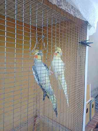 Продам попугаев кореллы Тараз