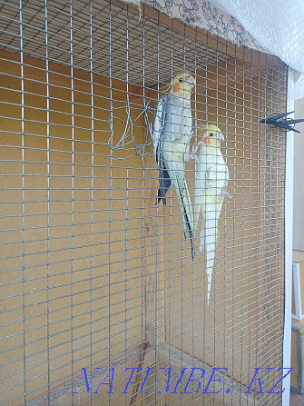 Продам попугаев кореллы Тараз - изображение 1