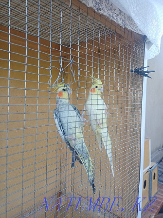 Продам попугаев кореллы Тараз - изображение 2