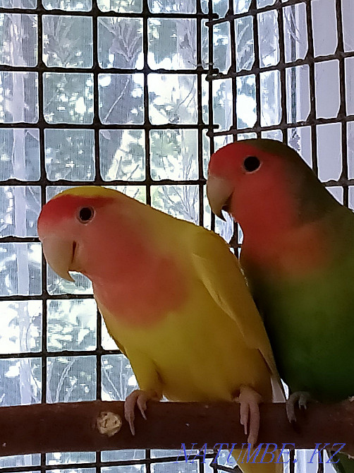 lovebird parrots Petropavlovsk - photo 1