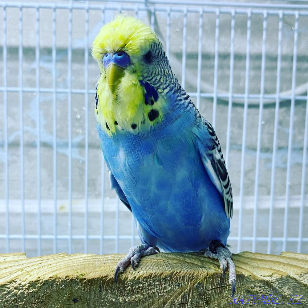 show parrot Astana - photo 1