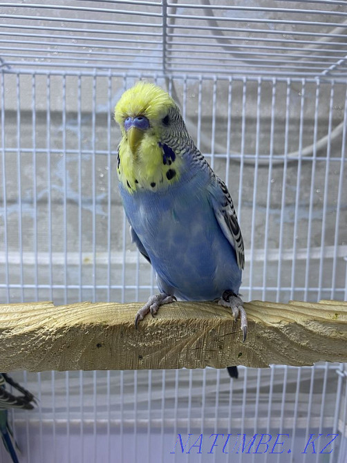 show parrot Astana - photo 3