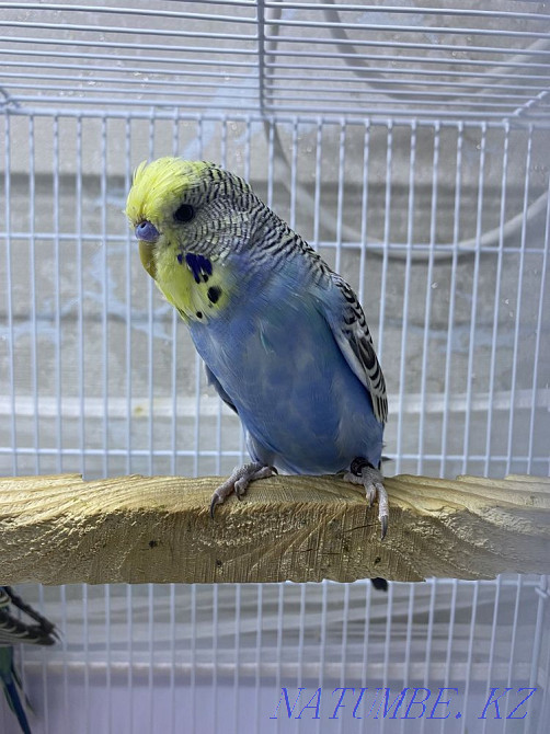 show parrot Astana - photo 2