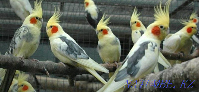 Parrot budgerigar, etc. Almaty - photo 3