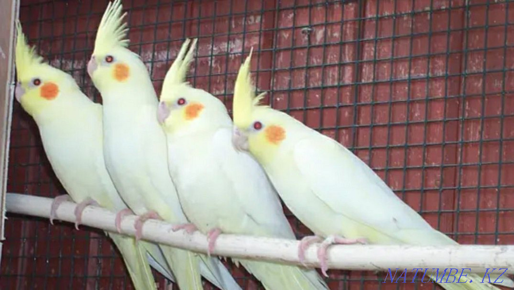 Попугай волнистые кореллы и.т.д Алматы - изображение 2