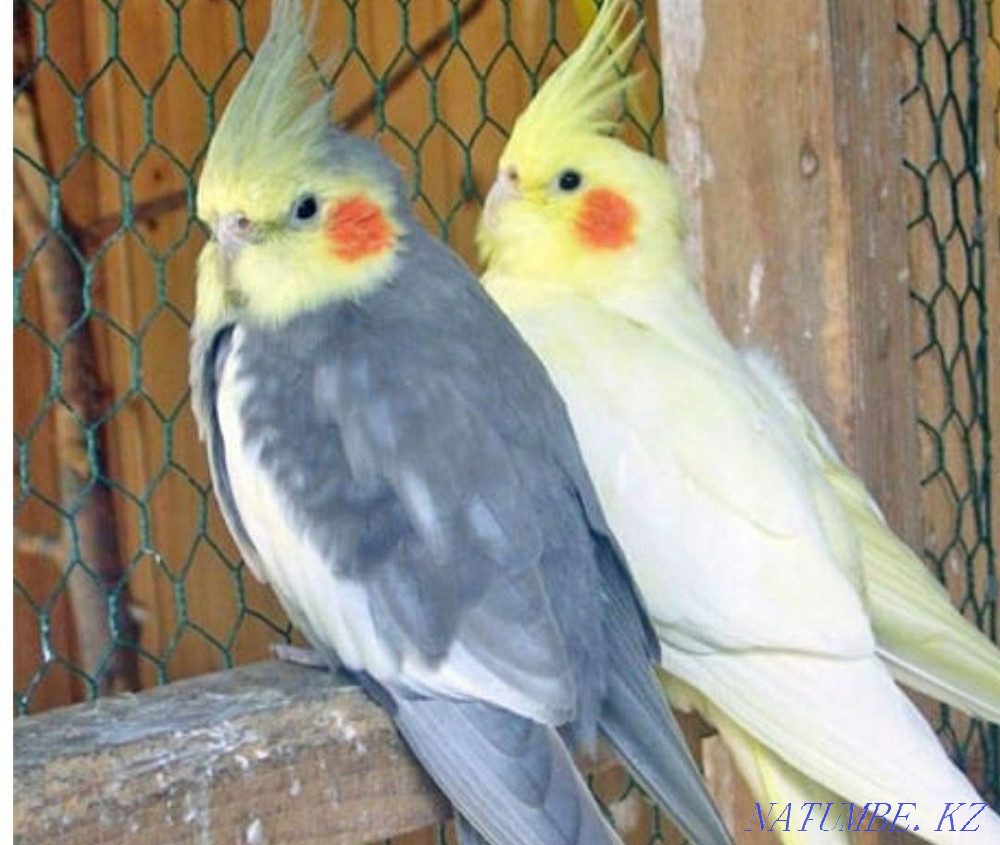 Попугай волнистые кореллы и.т.д Алматы - изображение 1