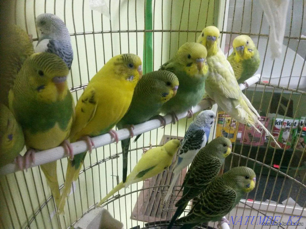 parrot wavy Shymkent - photo 2