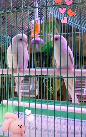 Волнистые попугаи  Өскемен
