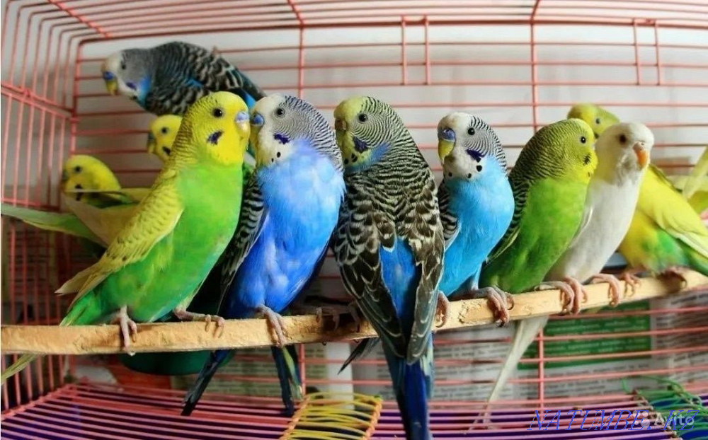 budgerigars Ust-Kamenogorsk - photo 1