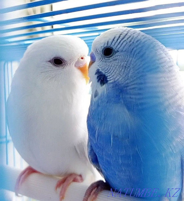 budgerigars Ust-Kamenogorsk - photo 3