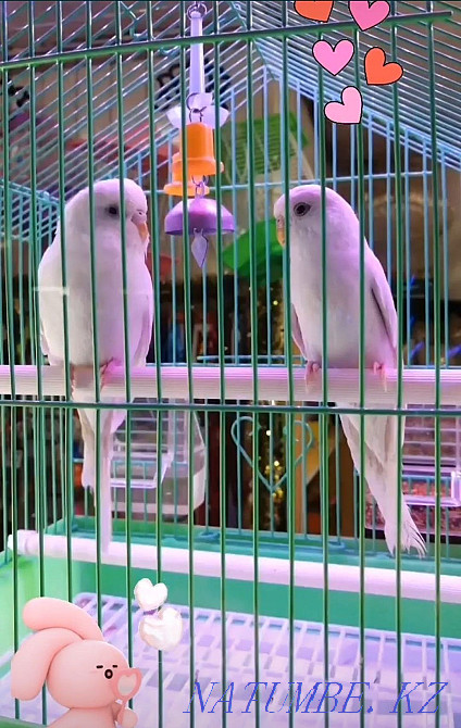 budgerigars Ust-Kamenogorsk - photo 2