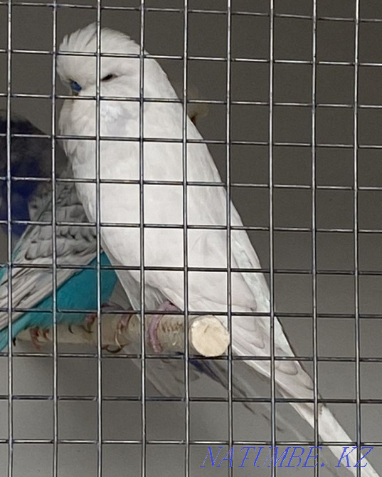 Выставочный волнистый попугай ( Чех) Алматы - изображение 3