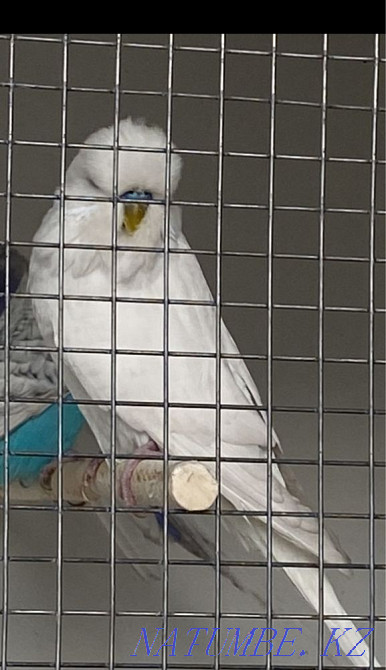 Выставочный волнистый попугай ( Чех) Алматы - изображение 1