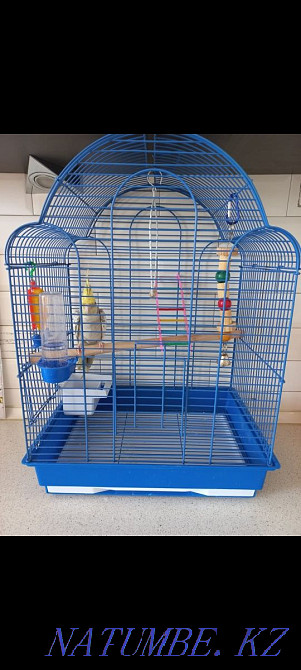 cockatiel parrot for sale Kostanay - photo 2