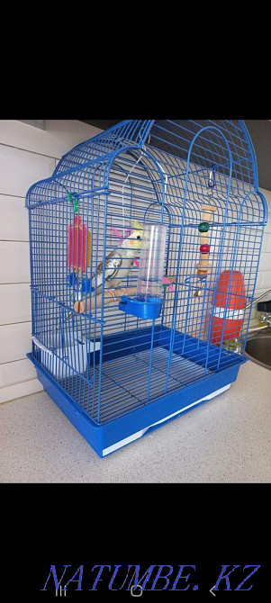 cockatiel parrot for sale Kostanay - photo 3