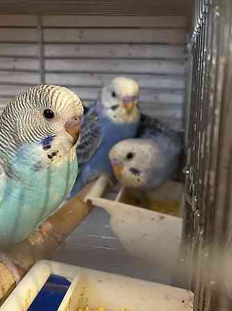 Продам волнистых попугаев  Павлодар 
