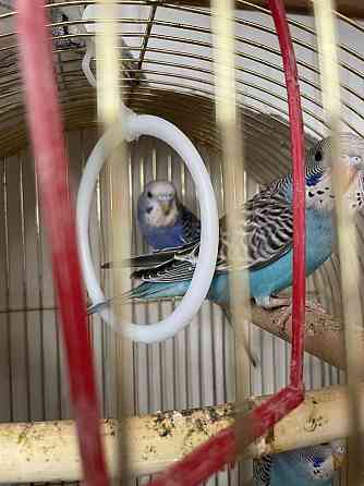 Продам волнистых попугаев Pavlodar