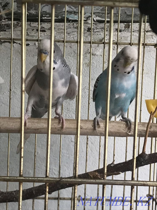 Wavy parrot beautiful couple Shymkent - photo 1