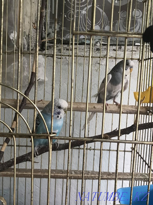 Wavy parrot beautiful couple Shymkent - photo 2