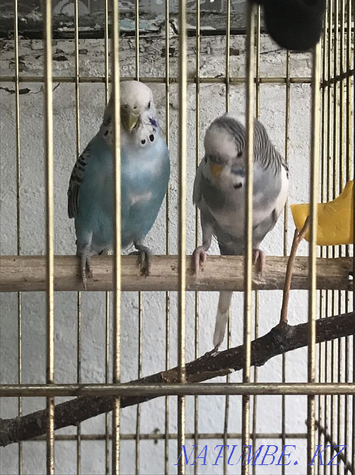 Wavy parrot beautiful couple Shymkent - photo 4