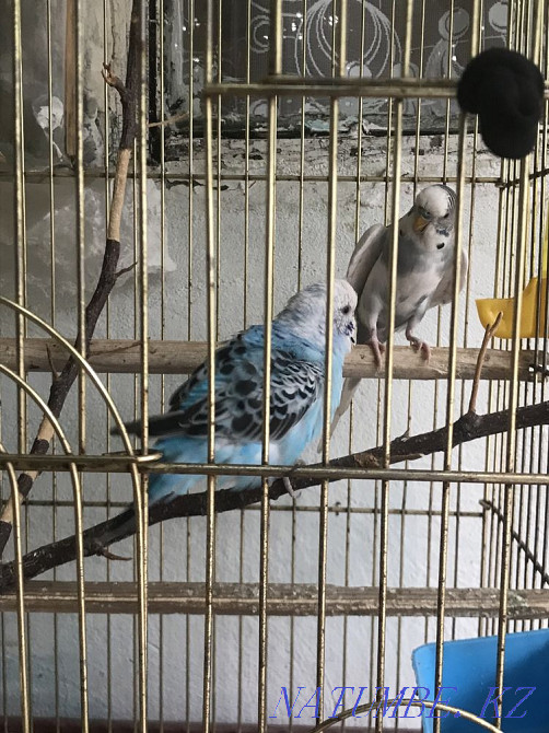 Wavy parrot beautiful couple Shymkent - photo 3