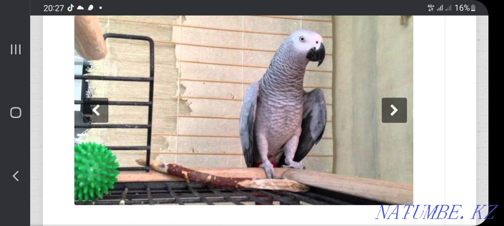 Жако краснохвостый попугай Шымкент - изображение 1