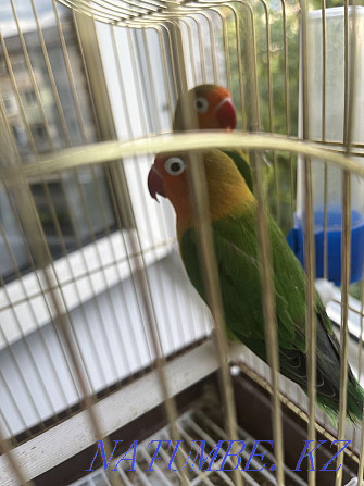 lovebird parrots Almaty - photo 1