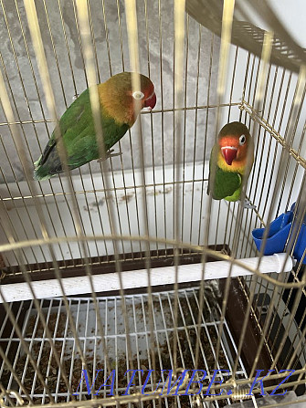 lovebird parrots Almaty - photo 2