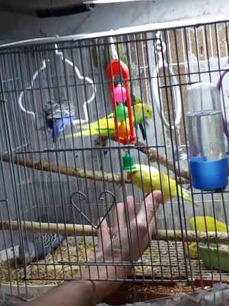 Волнистые попугаи Temirtau