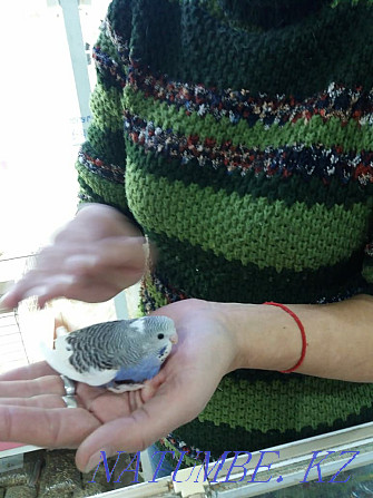 budgerigars Temirtau - photo 1