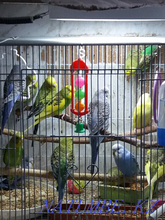 budgerigars Temirtau - photo 2