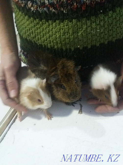 budgerigars Temirtau - photo 4