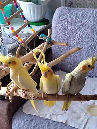 Продам птенцов попугаев карела нимфа Астана