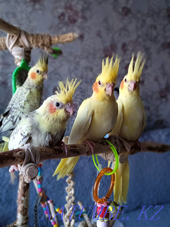 I will sell chicks of parrots Karelian nymph Astana - photo 1