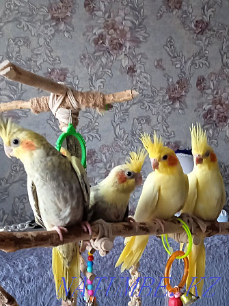 I will sell chicks of parrots Karelian nymph Astana - photo 2