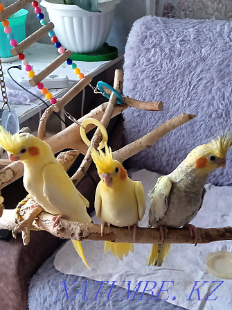 I will sell chicks of parrots Karelian nymph Astana - photo 3