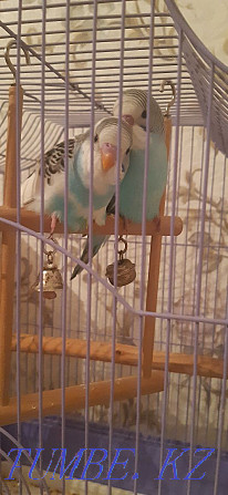 Бронь на волнистых попугаев Каскелен - изображение 1