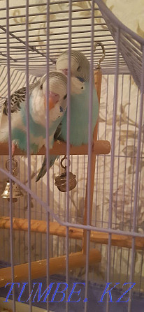 Бронь на волнистых попугаев Каскелен - изображение 2