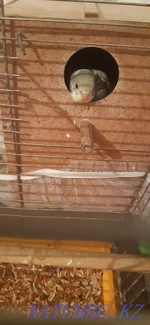 Reservation for wavy parrots Qaskeleng - photo 4