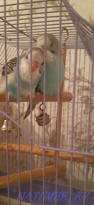 Reservation for wavy parrots Qaskeleng - photo 2