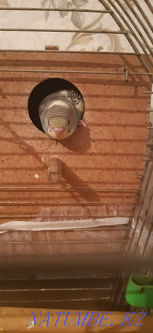 Reservation for wavy parrots Qaskeleng - photo 3