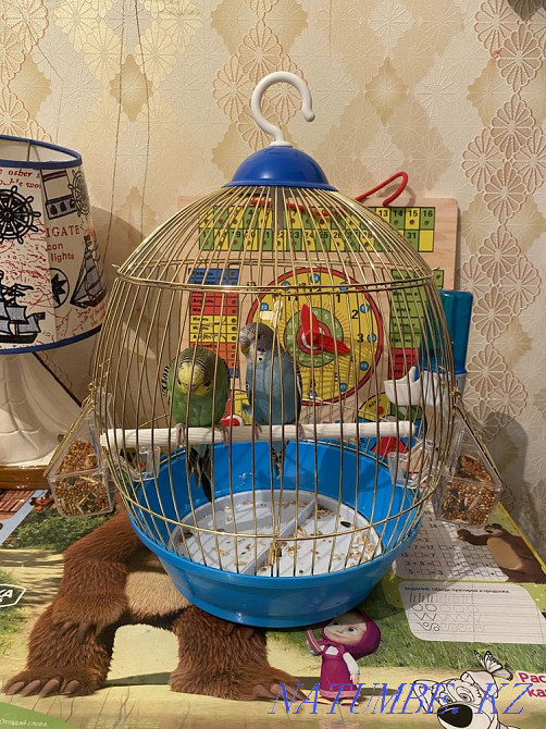 Попугай пара с клеткой Шымкент - изображение 4
