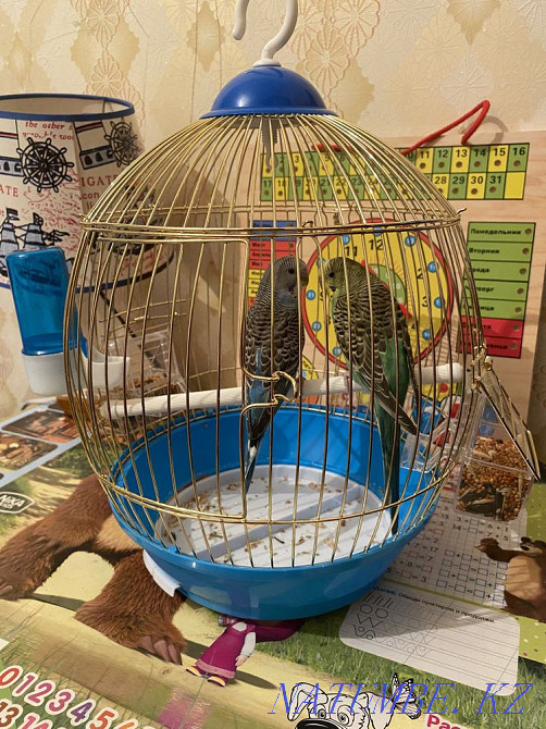 Попугай пара с клеткой Шымкент - изображение 3