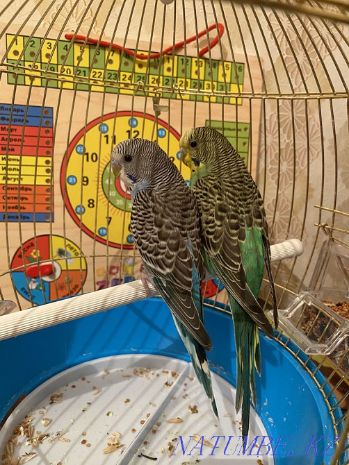 Попугай пара с клеткой Шымкент - изображение 2