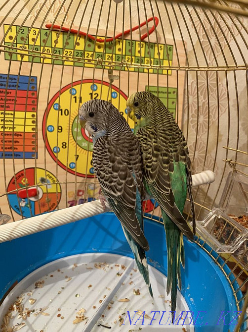 Попугай пара с клеткой Шымкент - изображение 1