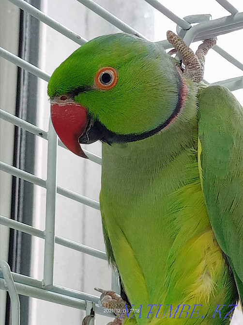 Попугай ожереловый Костанай - изображение 1